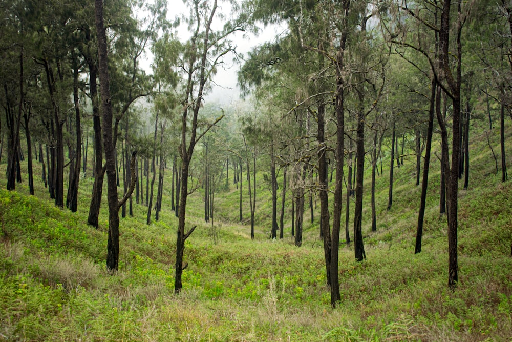 green grass and trees during daytime