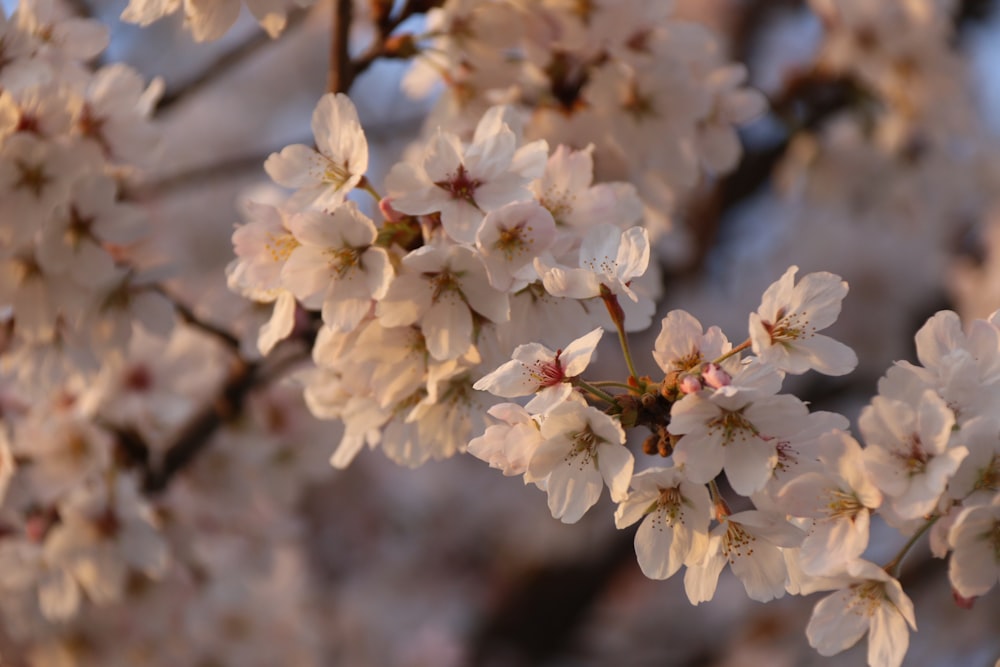 white cherry blossom in close up photography