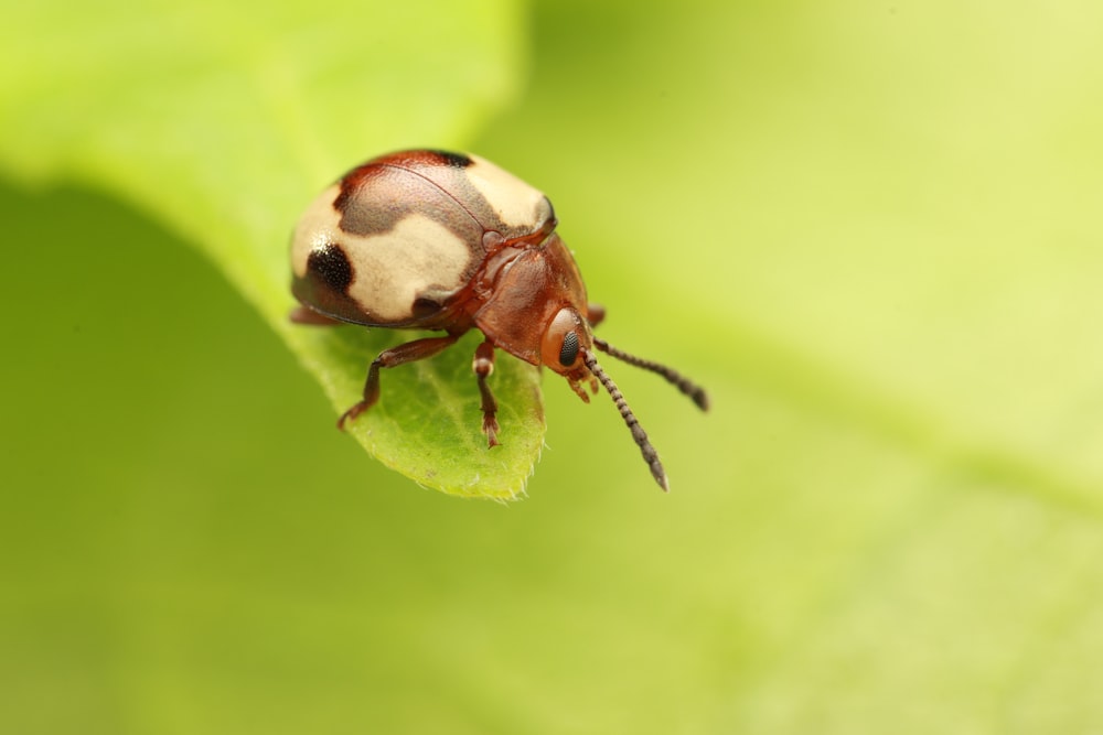 a bug sitting on top of a green leaf