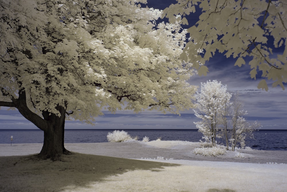 green trees near body of water during daytime