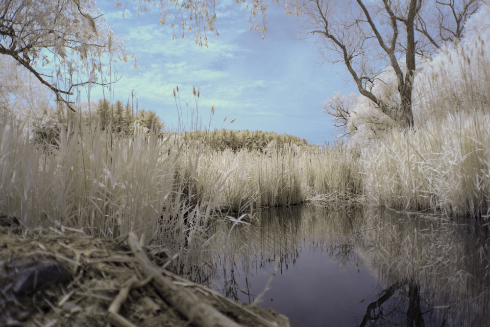 a body of water surrounded by dry grass and trees