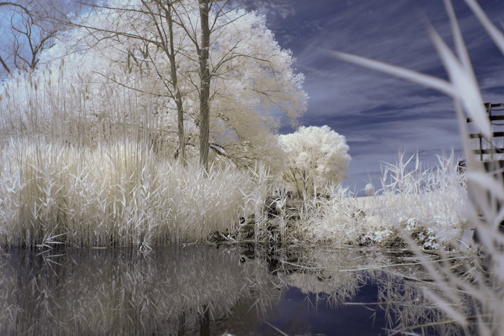 Arbre blanc sur le plan d’eau sous le ciel bleu pendant la journée