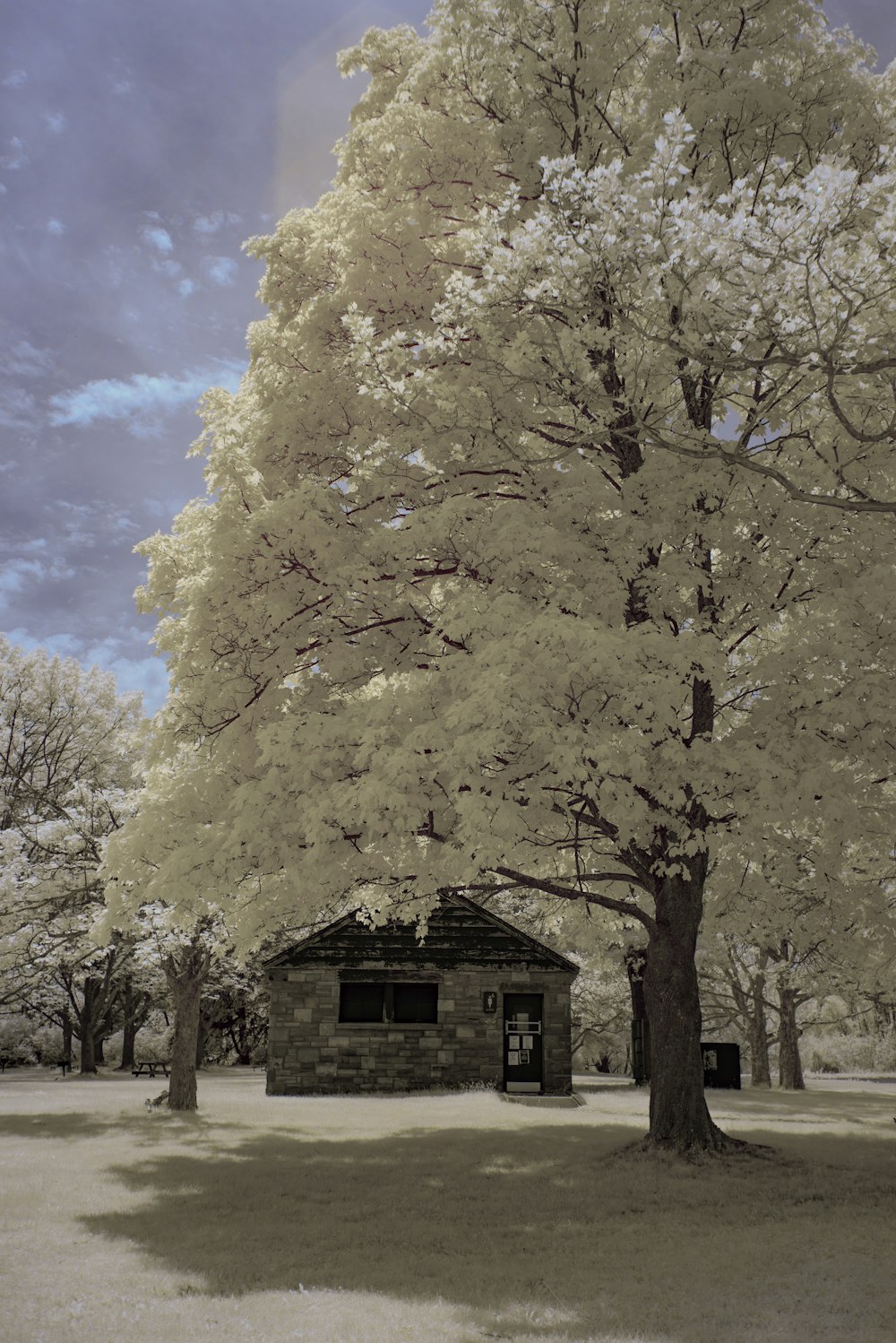 brown tree with yellow leaves during daytime