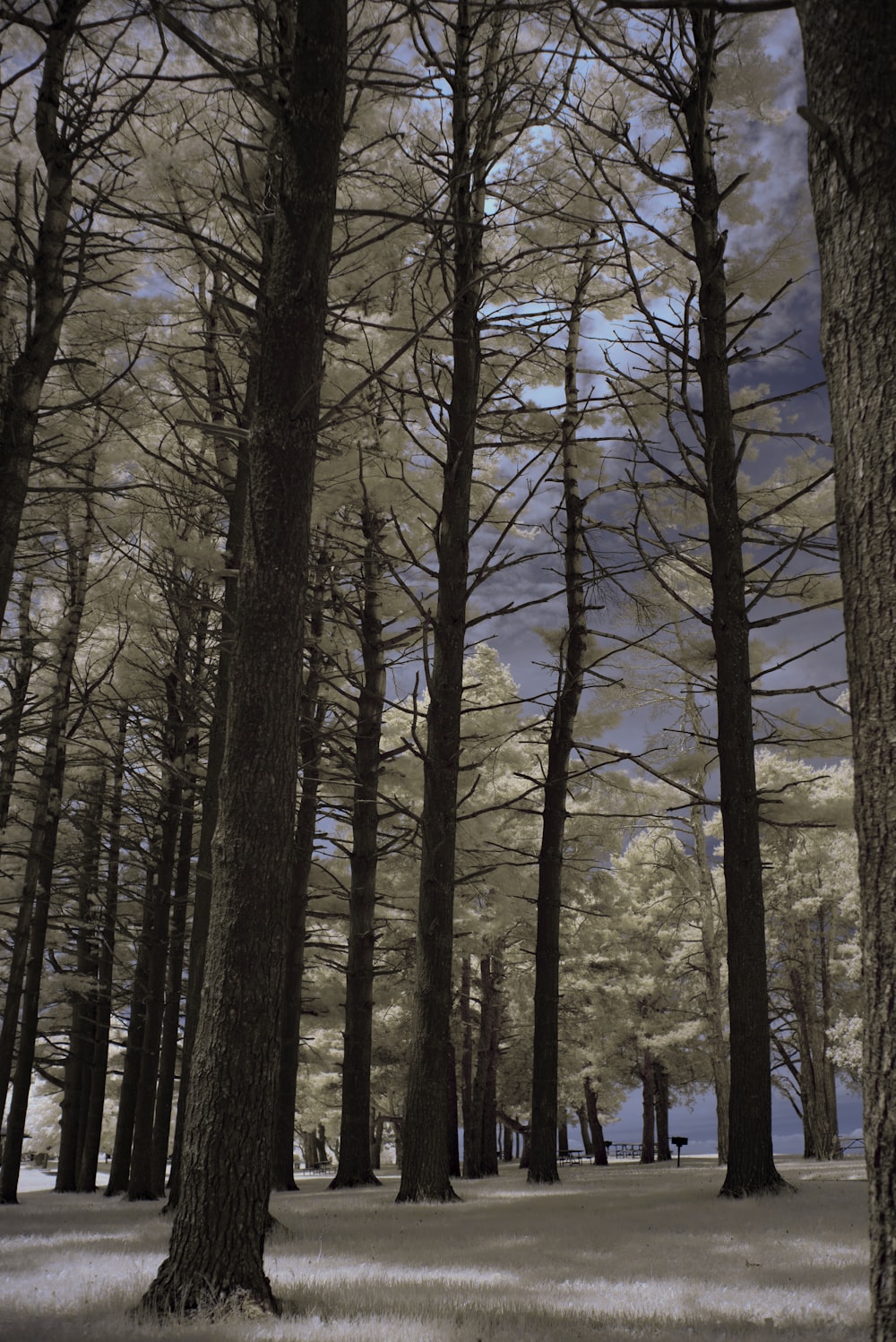 arbres bruns nus pendant la journée