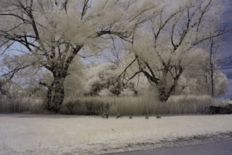 A serene landscape featuring large trees with thick trunks and branches reaching out against a partly cloudy sky. The ground is covered in pale grass, and a small group of animals, possibly deer, grazes near the trees. The scene conveys a sense of calm and natural beauty.