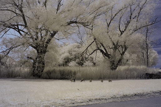 A serene landscape featuring large trees with thick trunks and branches reaching out against a partly cloudy sky. The ground is covered in pale grass, and a small group of animals, possibly deer, grazes near the trees. The scene conveys a sense of calm and natural beauty.