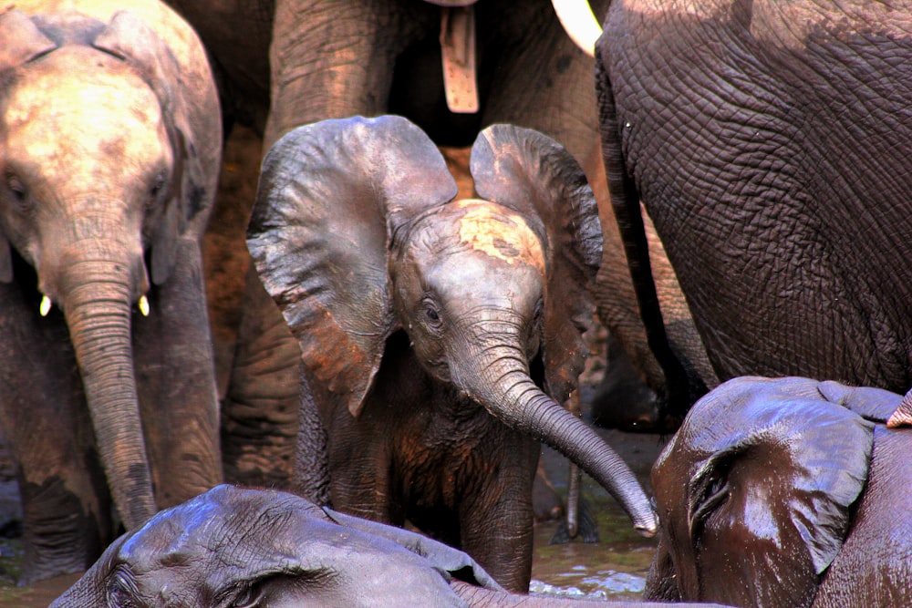 a herd of elephants standing next to each other