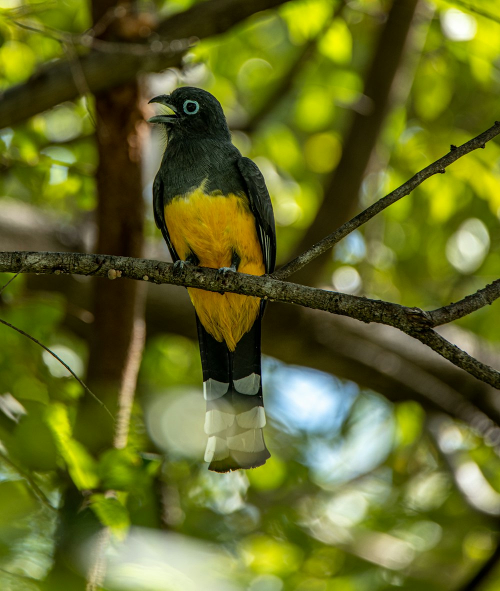 black and yellow bird on tree branch