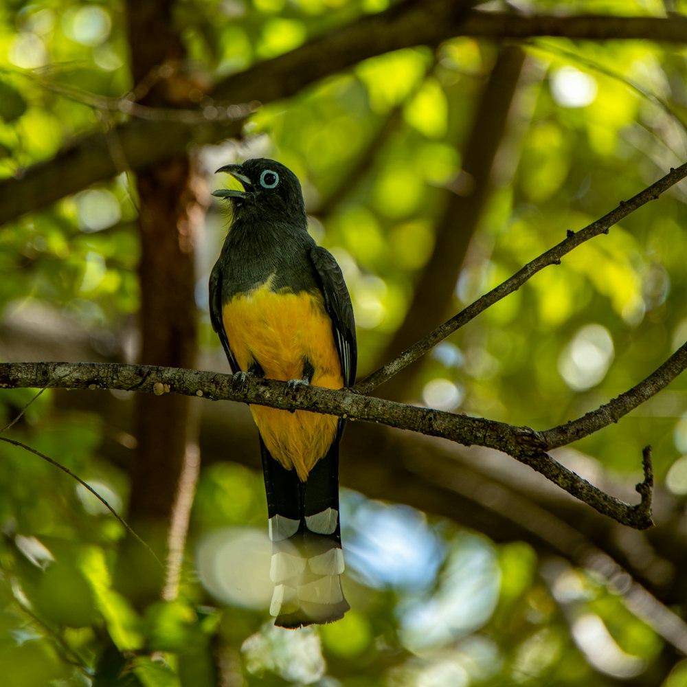 a yellow and black bird perched on a tree branch