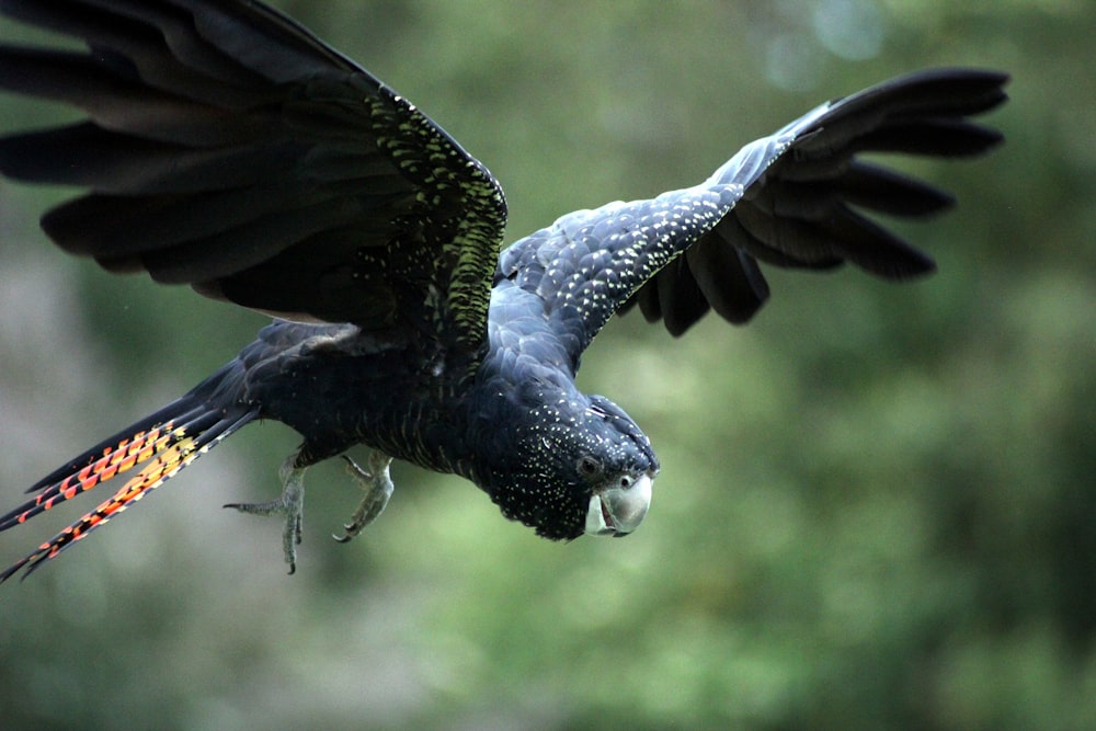 black and white bird flying during daytime