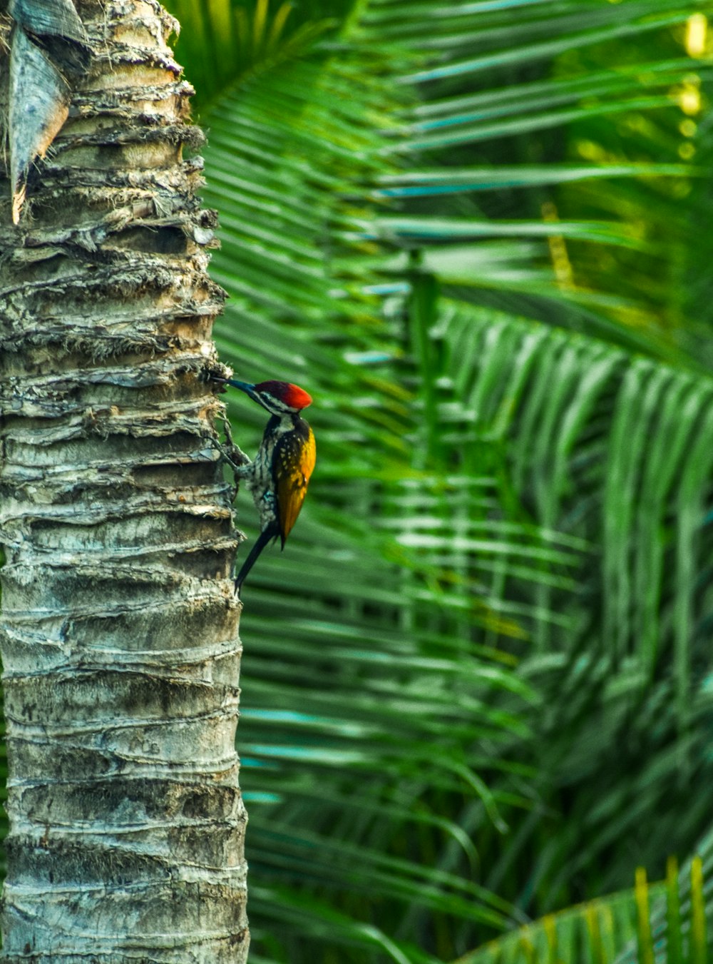 a colorful bird perched on a palm tree