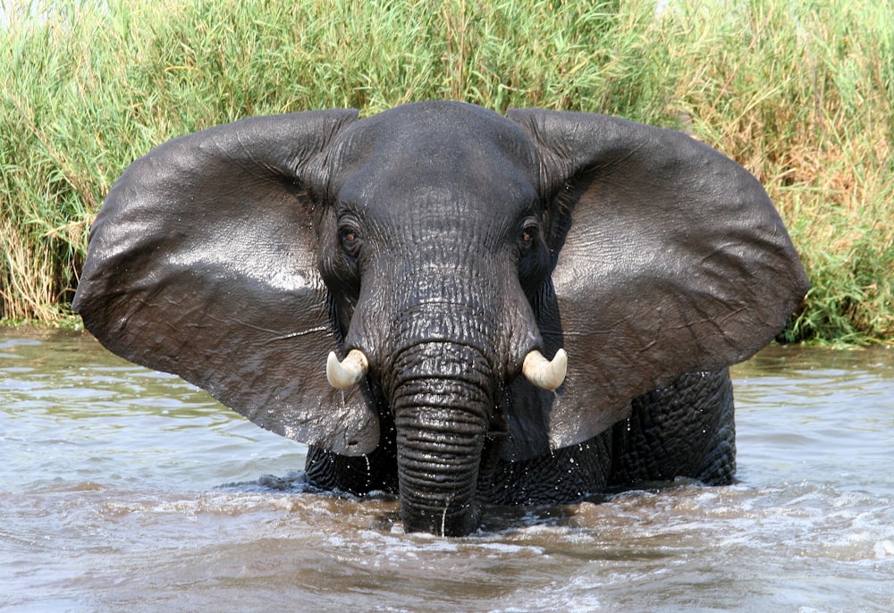 日中の川で水を飲む象