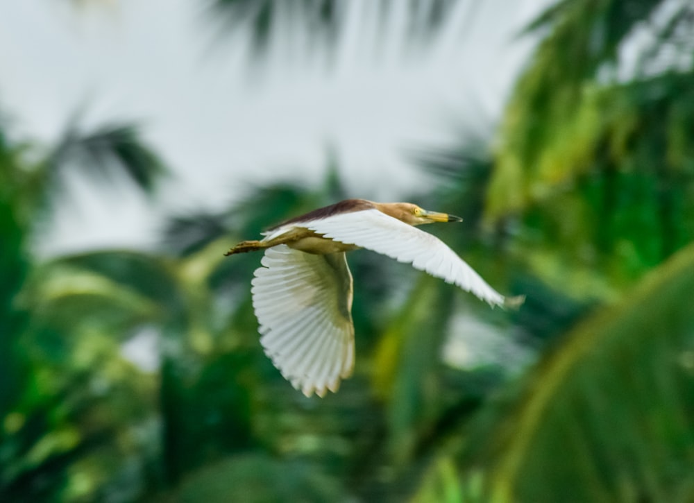 a white bird flying over a lush green forest