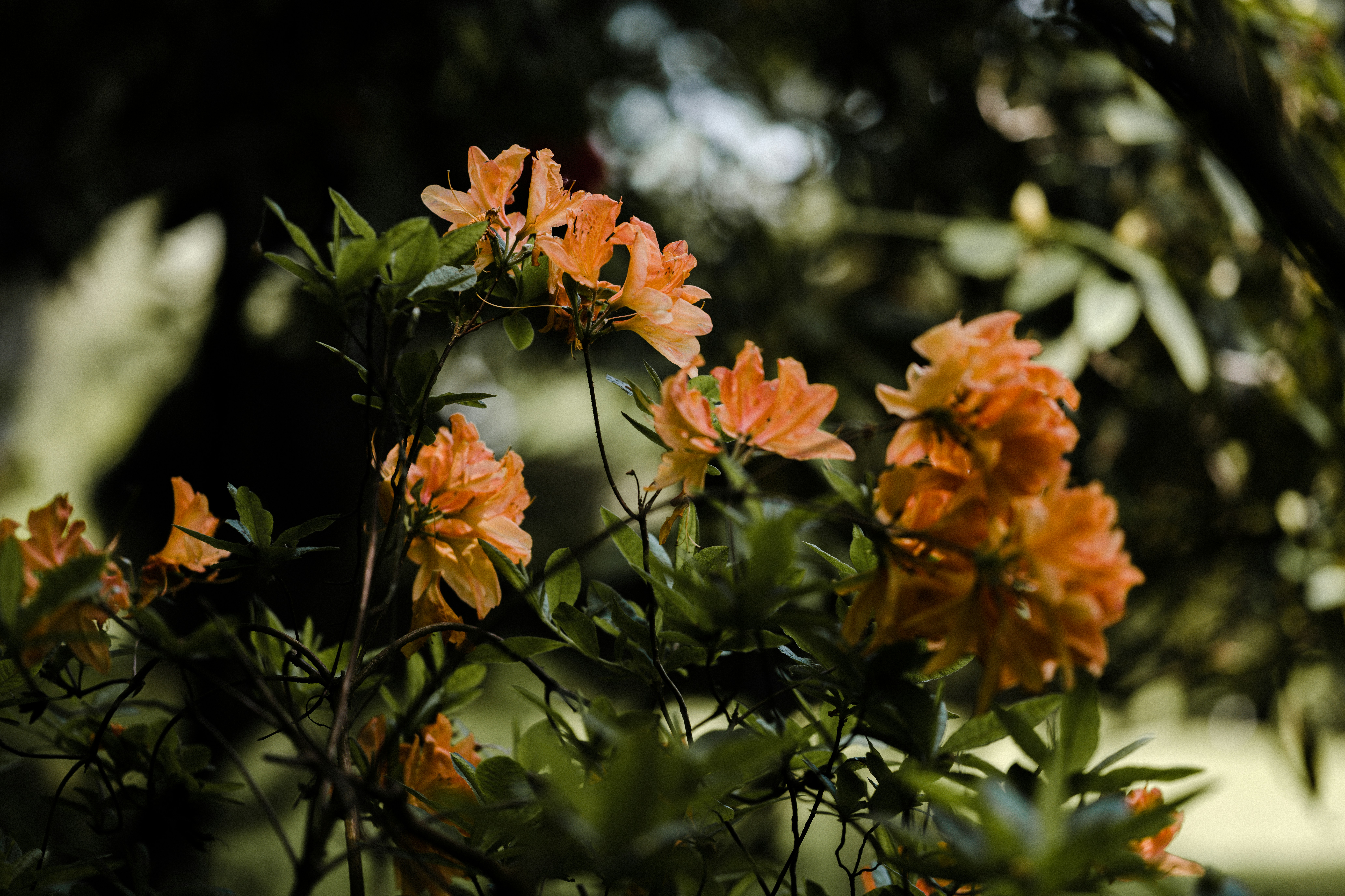 Photo by anniespratt
