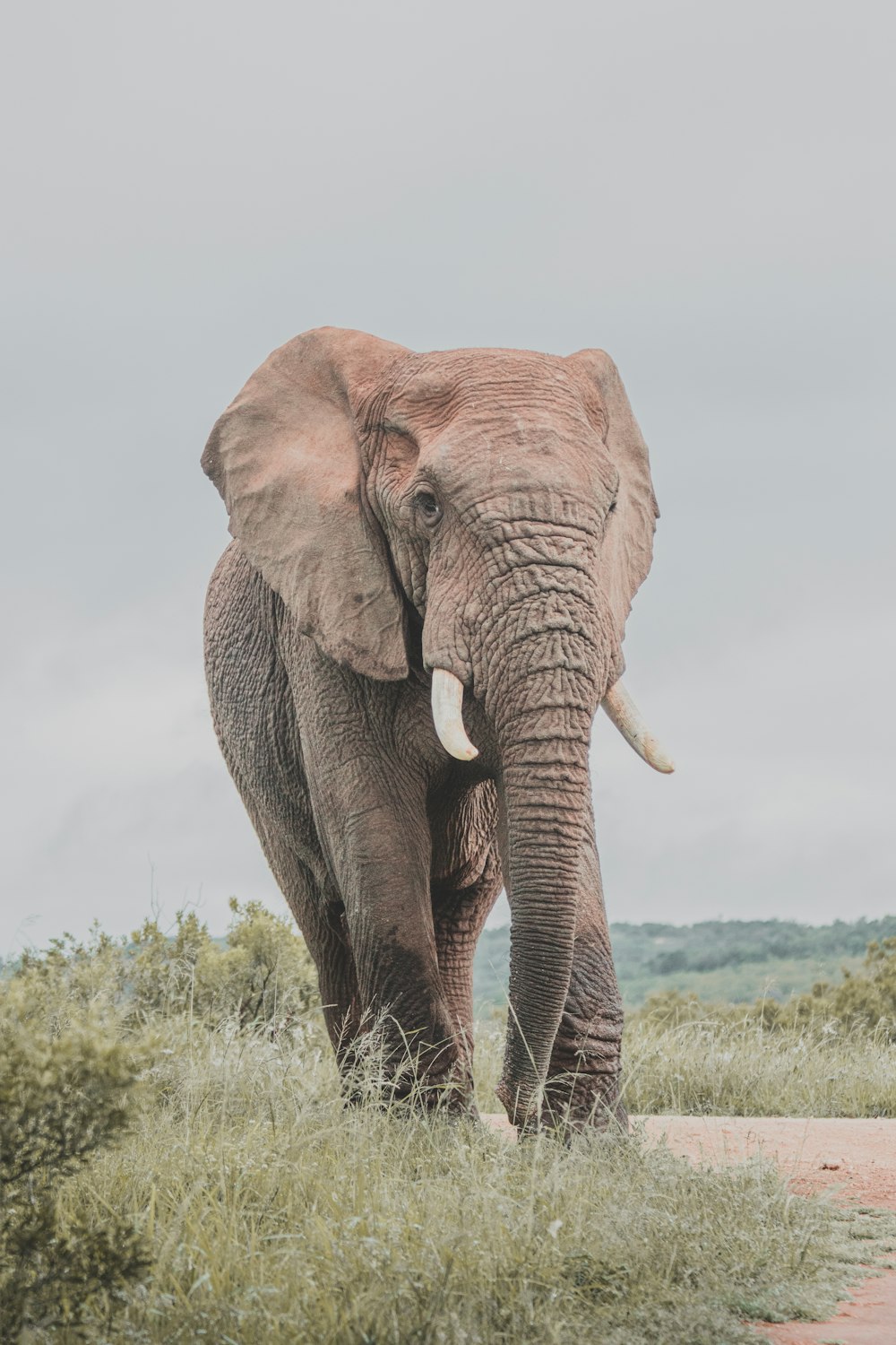 a large elephant walking through a lush green field