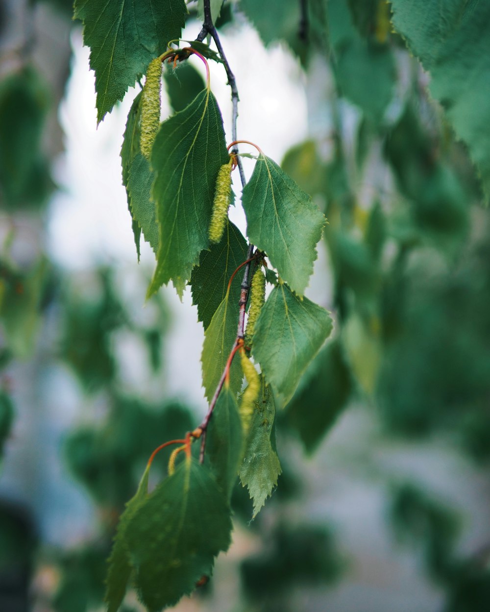 a branch of a tree with green leaves