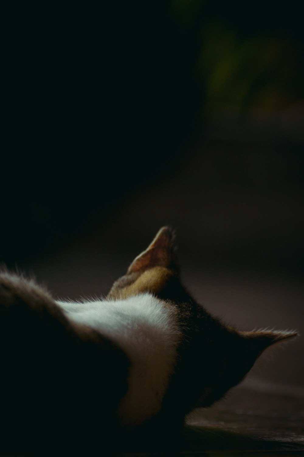 a black and white cat laying on its back