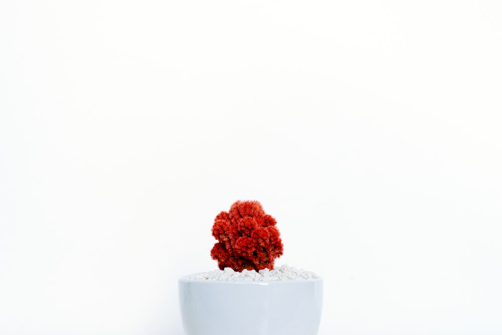 a small red flower in a white pot