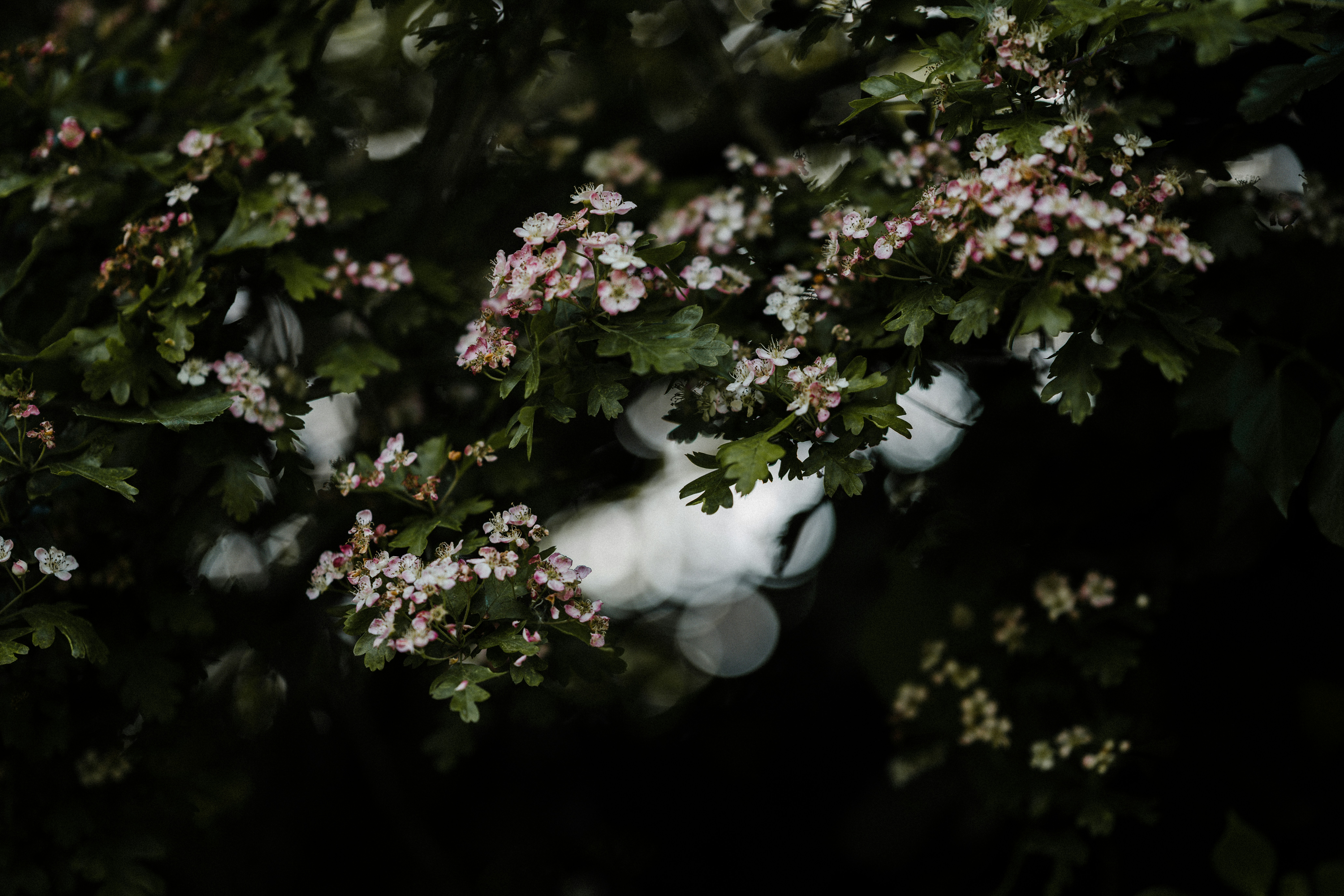 Photo by anniespratt