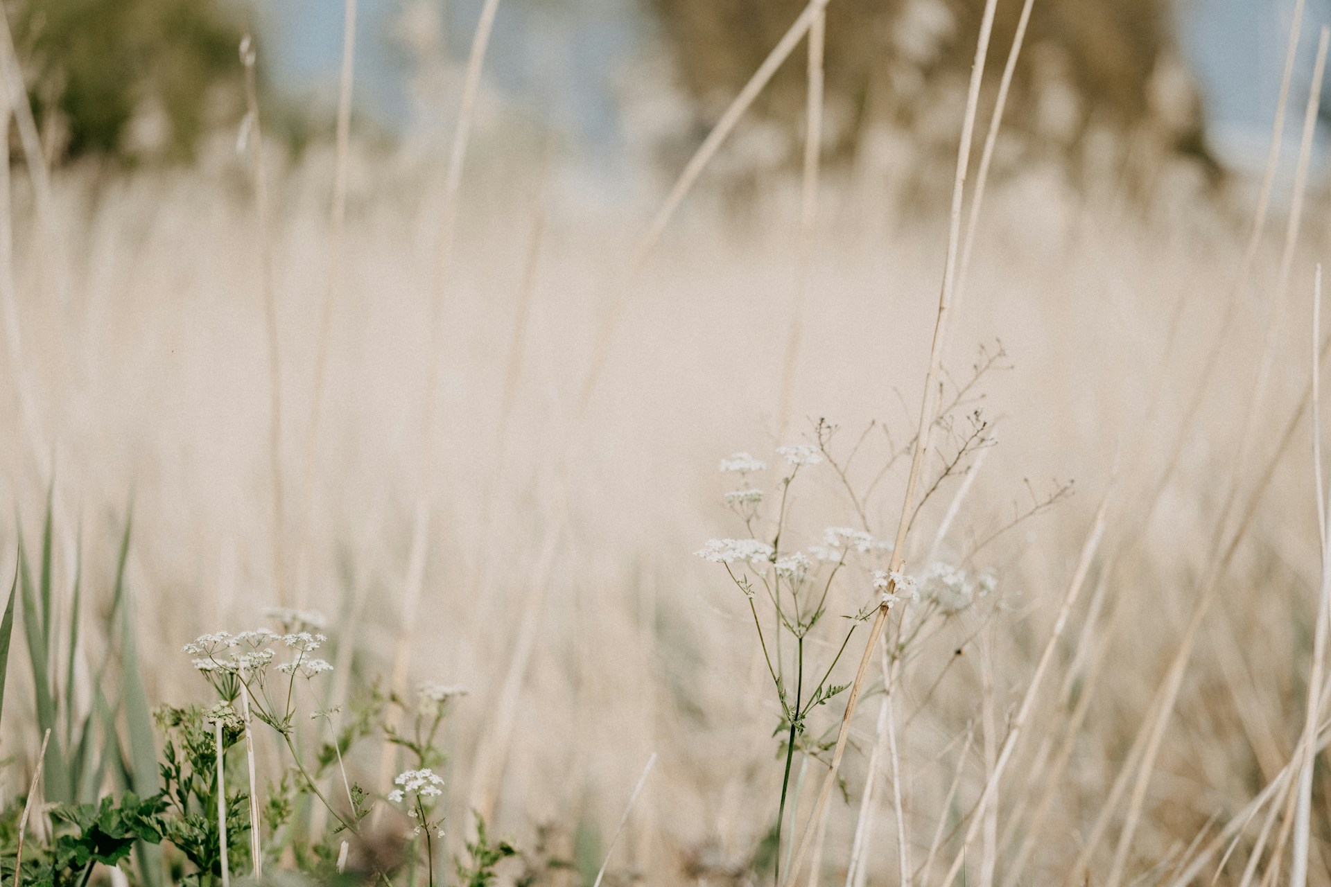 a close up of a dry grass field