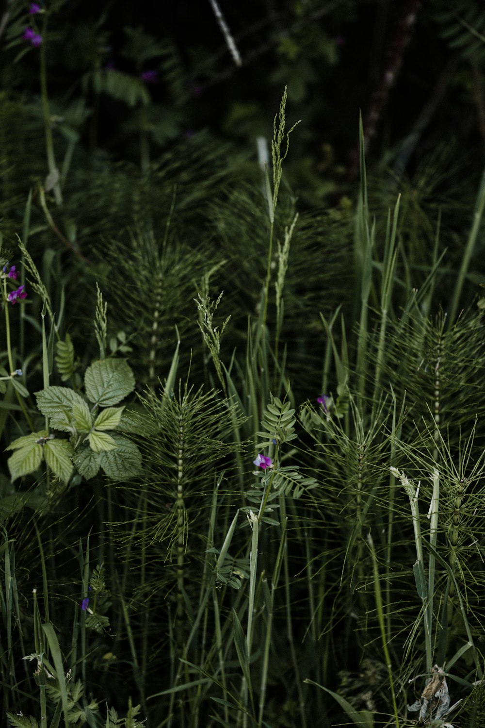 a bunch of plants that are in the grass