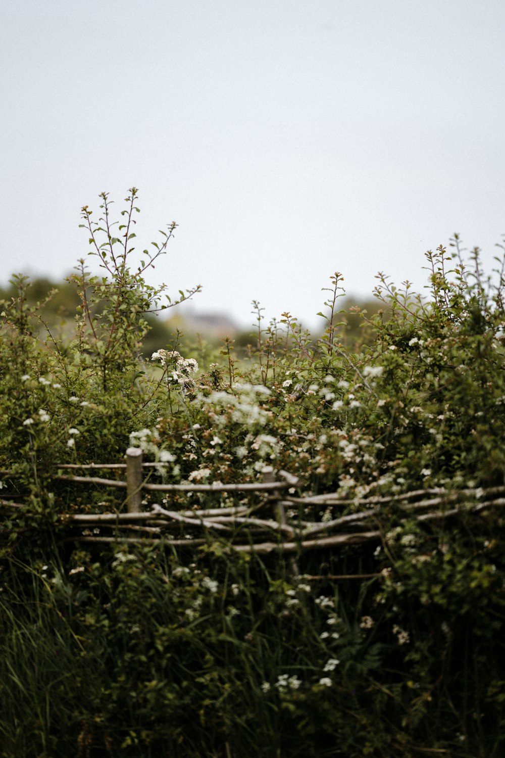 a wooden fence surrounded by bushes and flowers