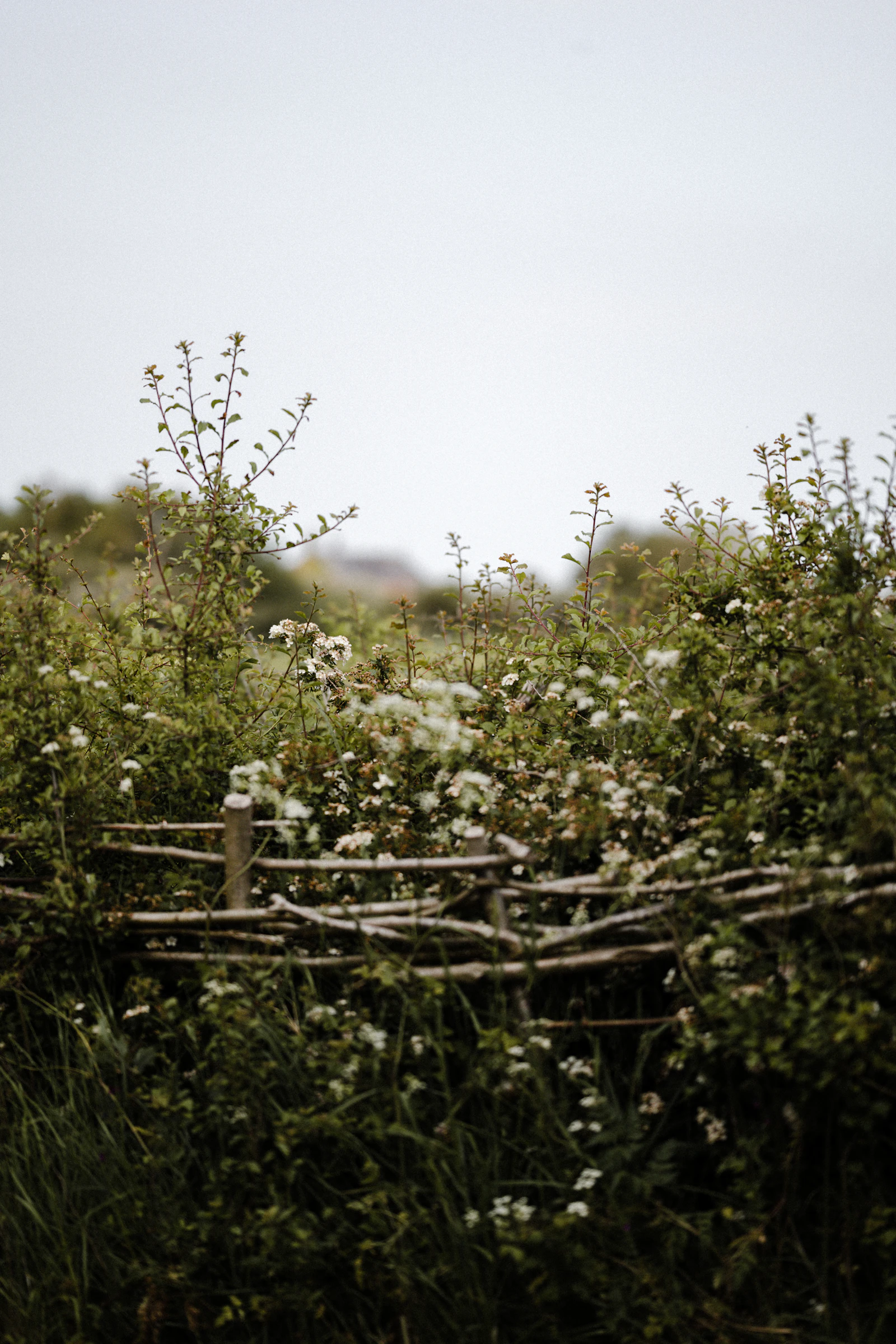 A wooden privacy fence softened by surrounding bushes and flowers