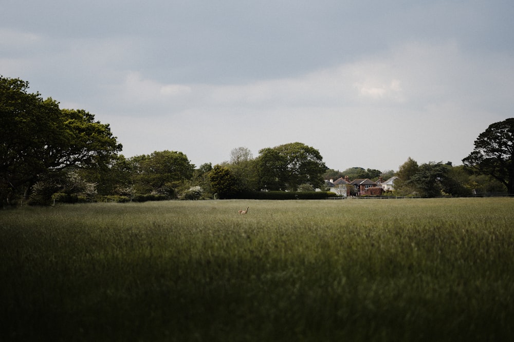 a large green field with trees in the background