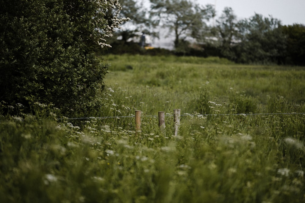 a grassy field with a fence in the foreground