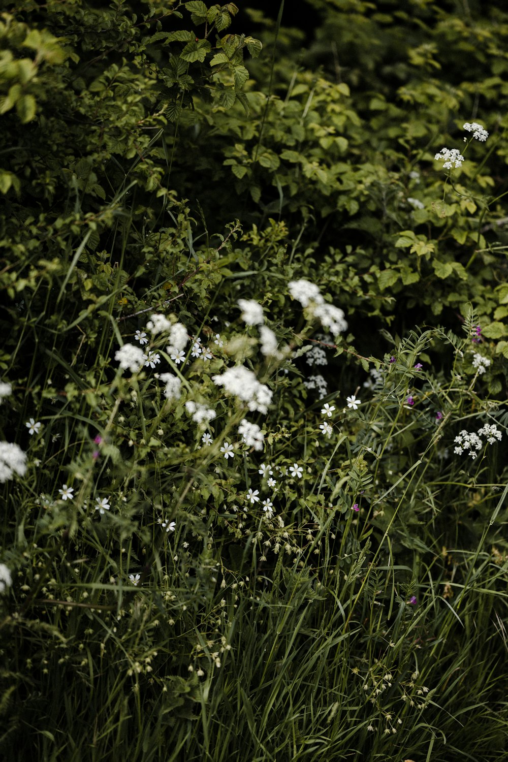 white flowers with green leaves