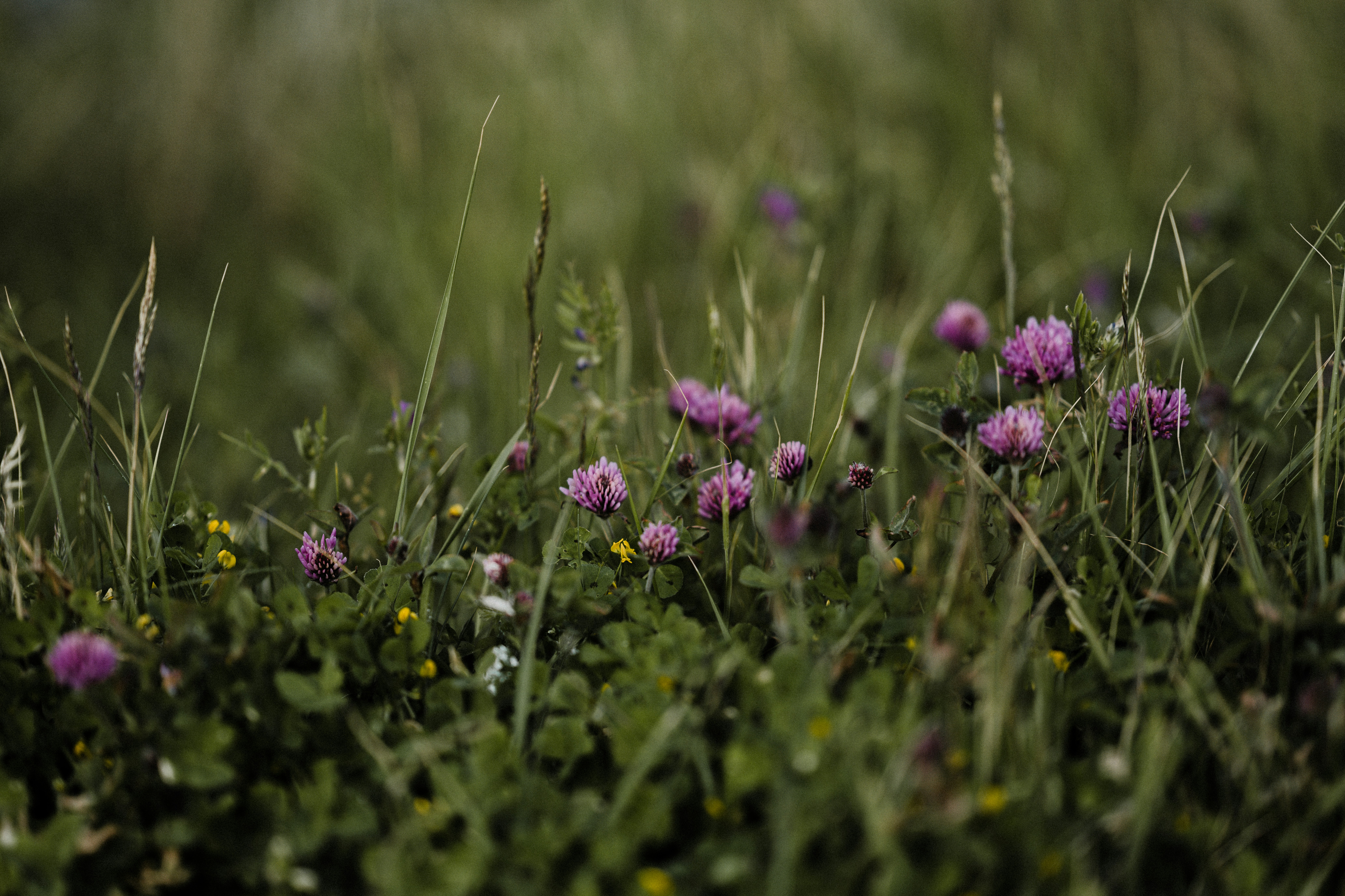 Photo by anniespratt