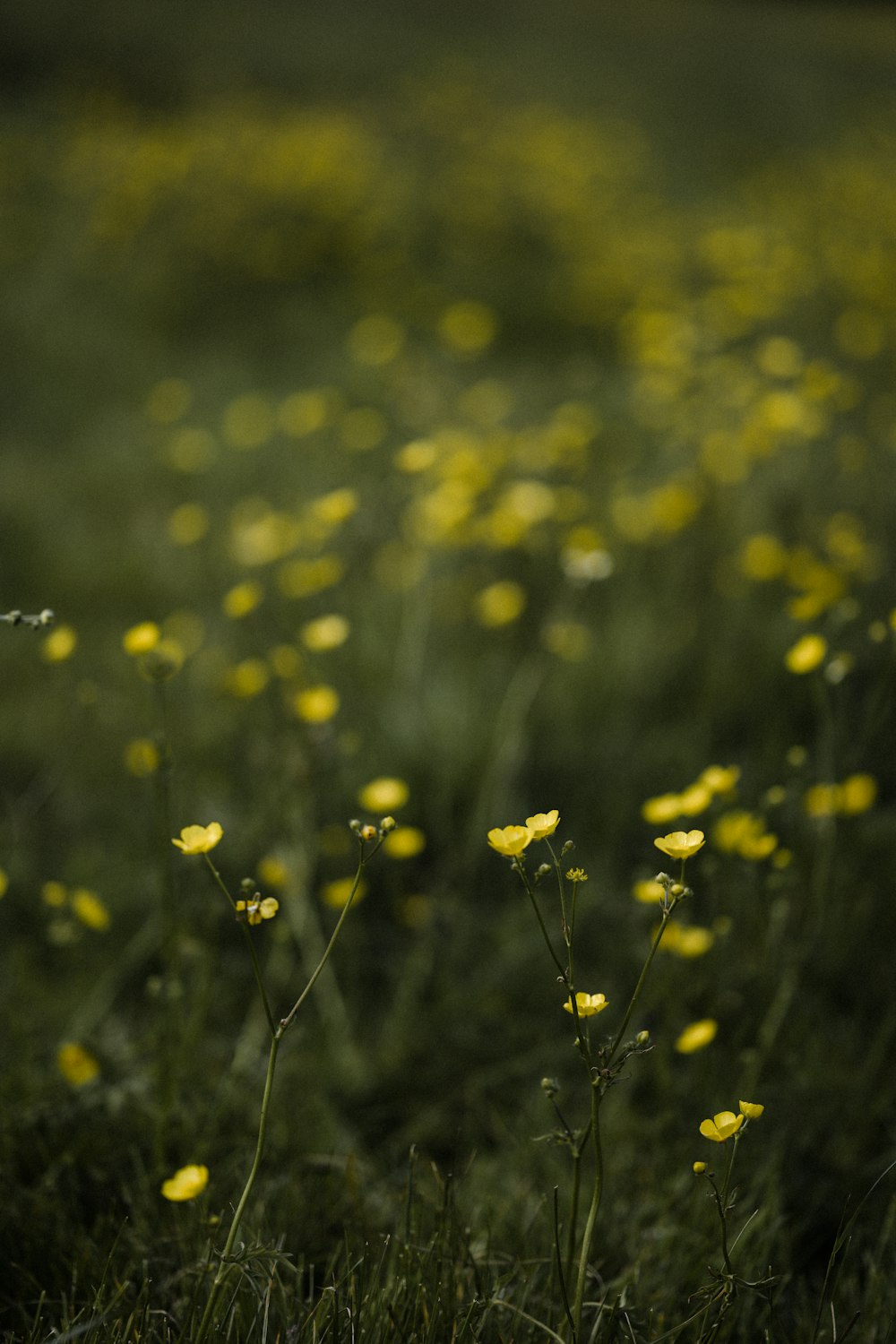 a field full of yellow flowers in the middle of the day