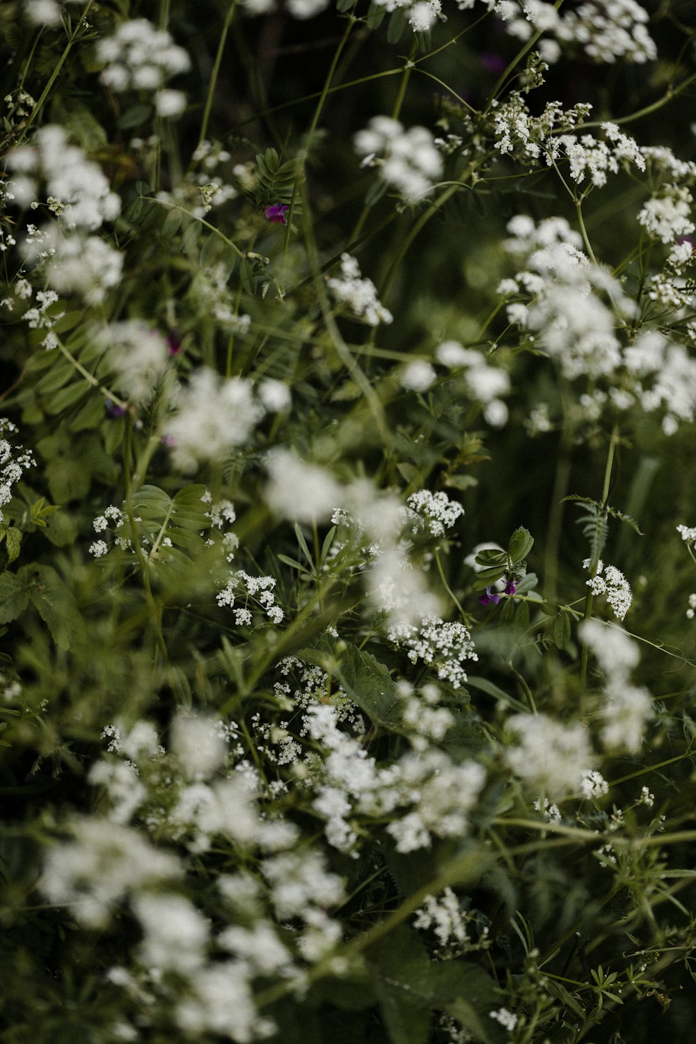 a bunch of white flowers in a field