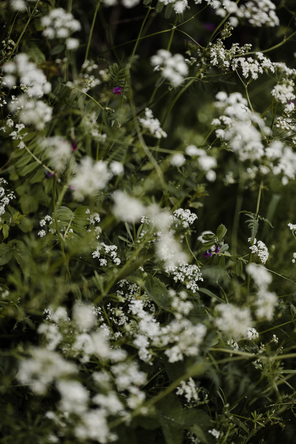 White flowers in a field with green foliage, scattered across the landscape