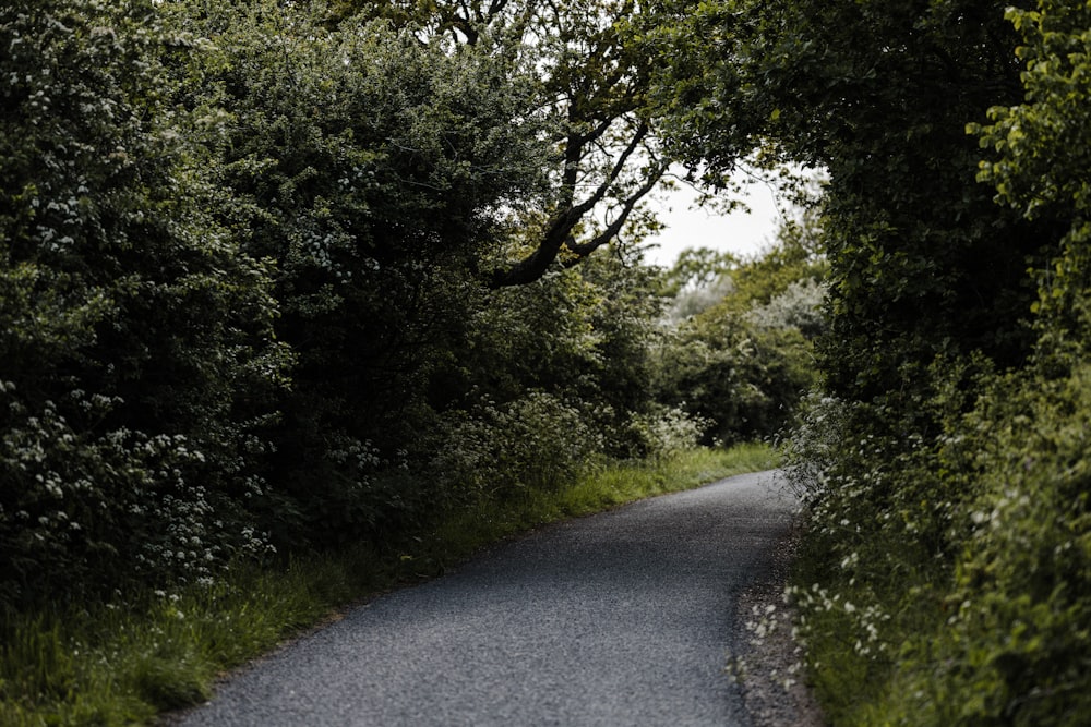 an empty road surrounded by trees and bushes