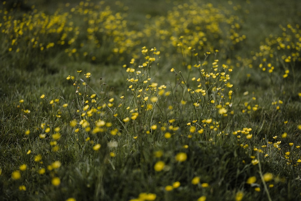 yellow flower field during daytime