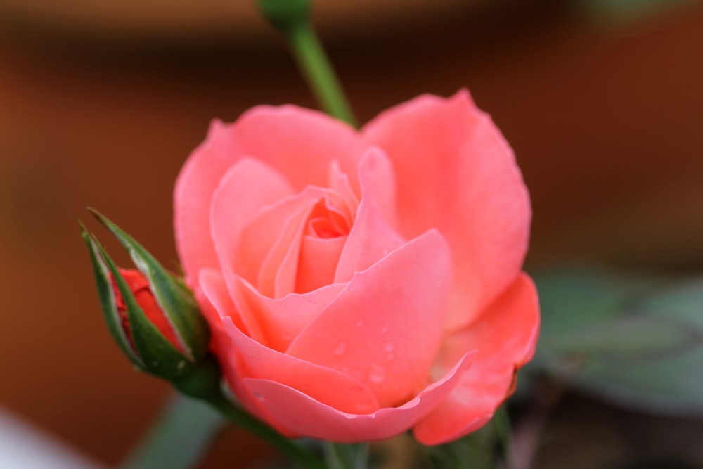 a single pink rose with a green stem