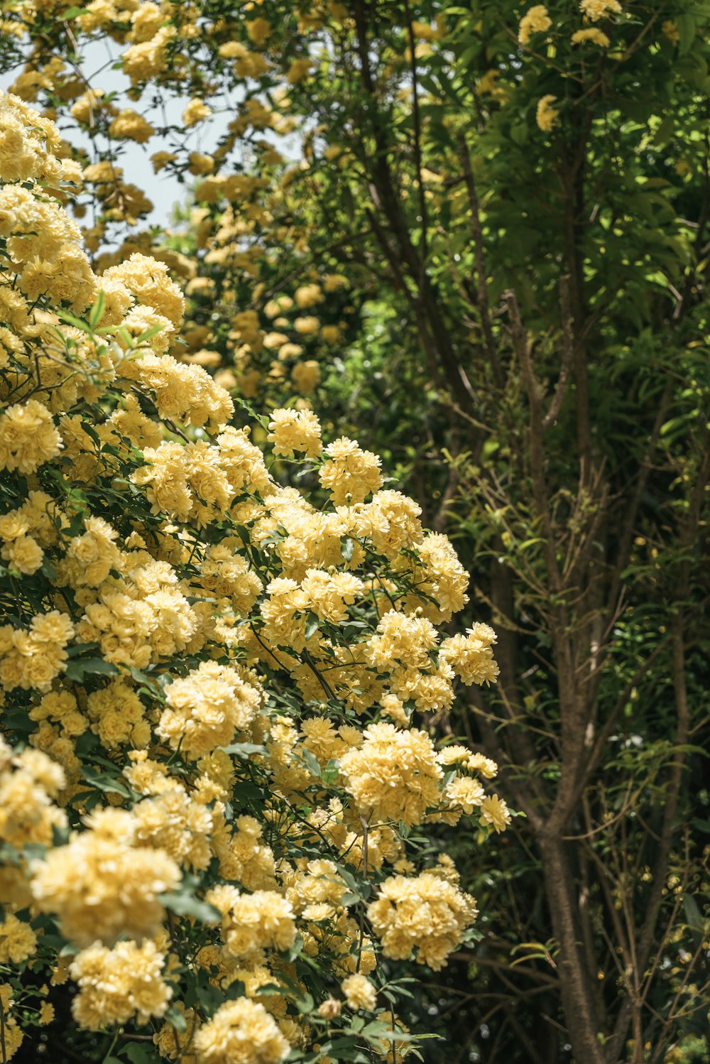 a bush of yellow flowers next to a tree