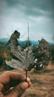 A close-up of a weathered hand holding a faded photograph, symbolizing forgotten tales.