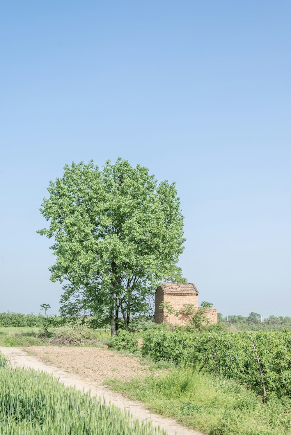 green tree near brown brick building