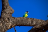 A close-up of a colorful bird perched on a tree branch.