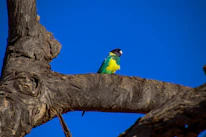 Close-up of a colorful African bird perched on a branch against a bright sky.
