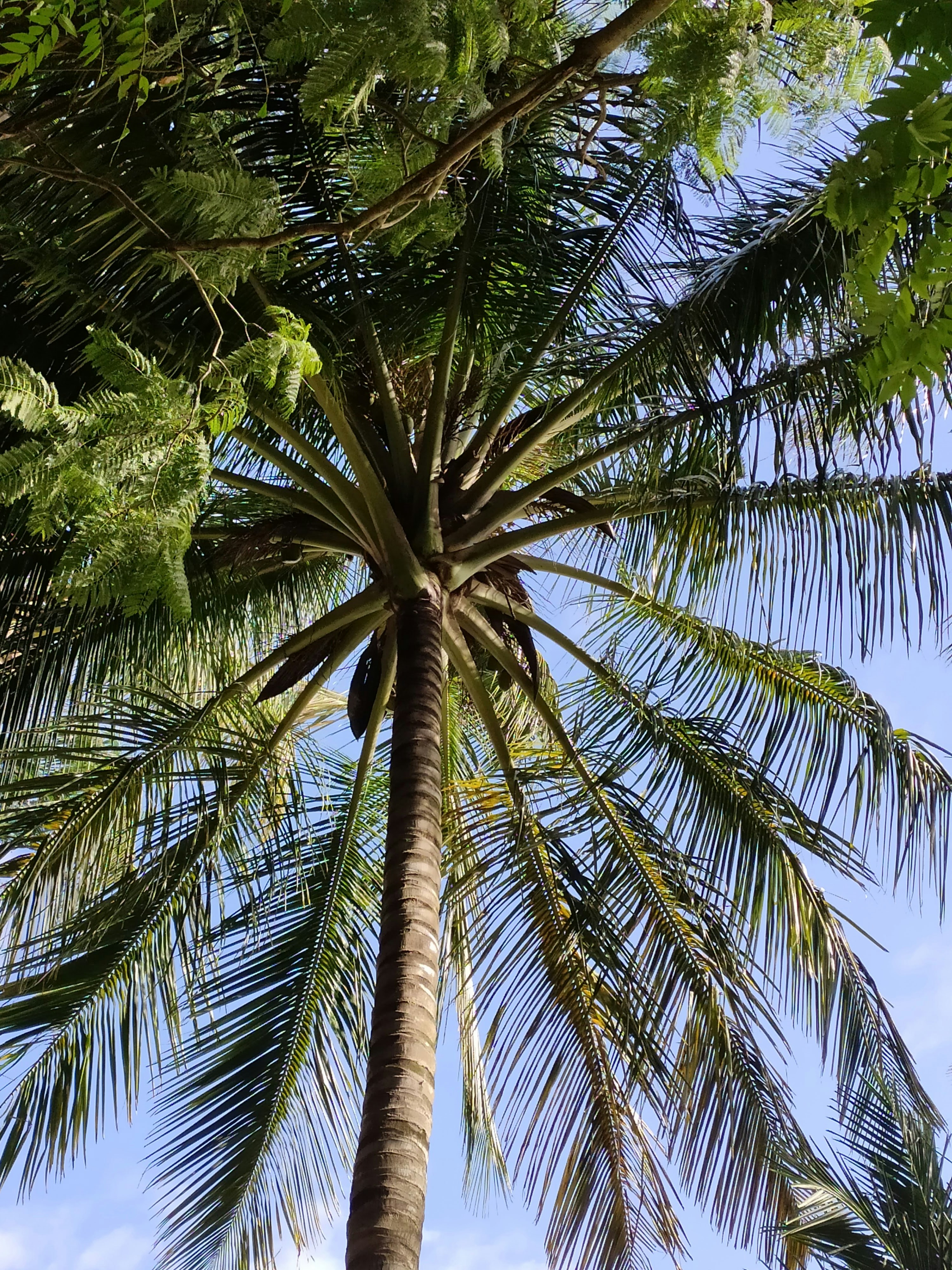 Tall palm trees photographed from below against a bright blue sky, lush tropical canopy overhead