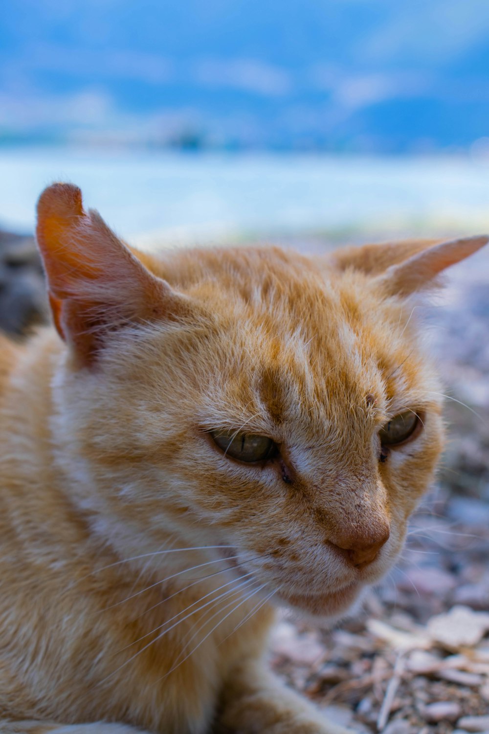 a close up of a cat laying on the ground