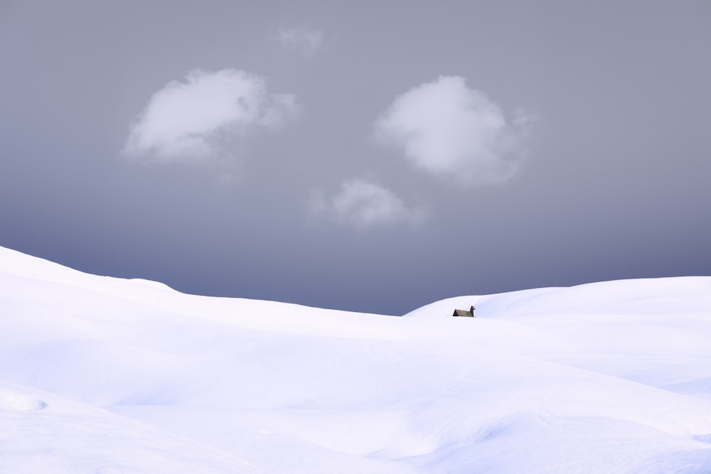a lone animal standing in the middle of a snow covered field