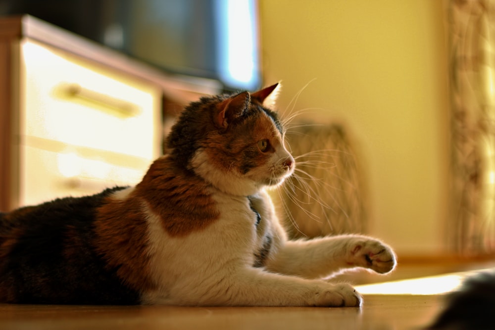 a cat laying on the floor in a room