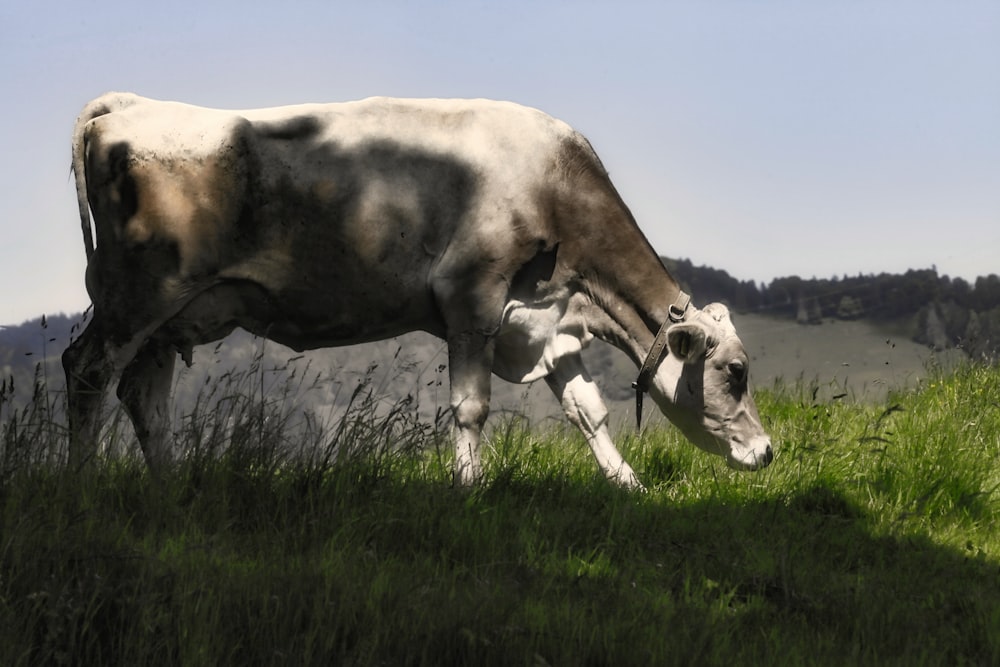 a white and brown cow grazing on a lush green field