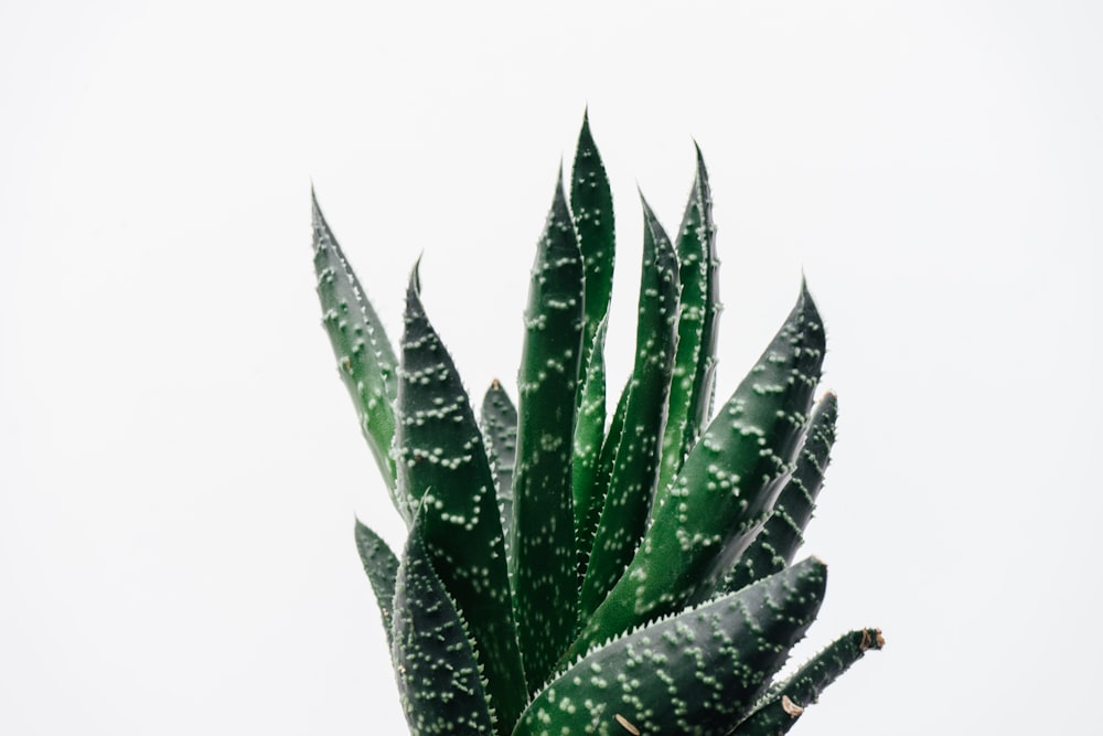 a close up of a green plant on a white background