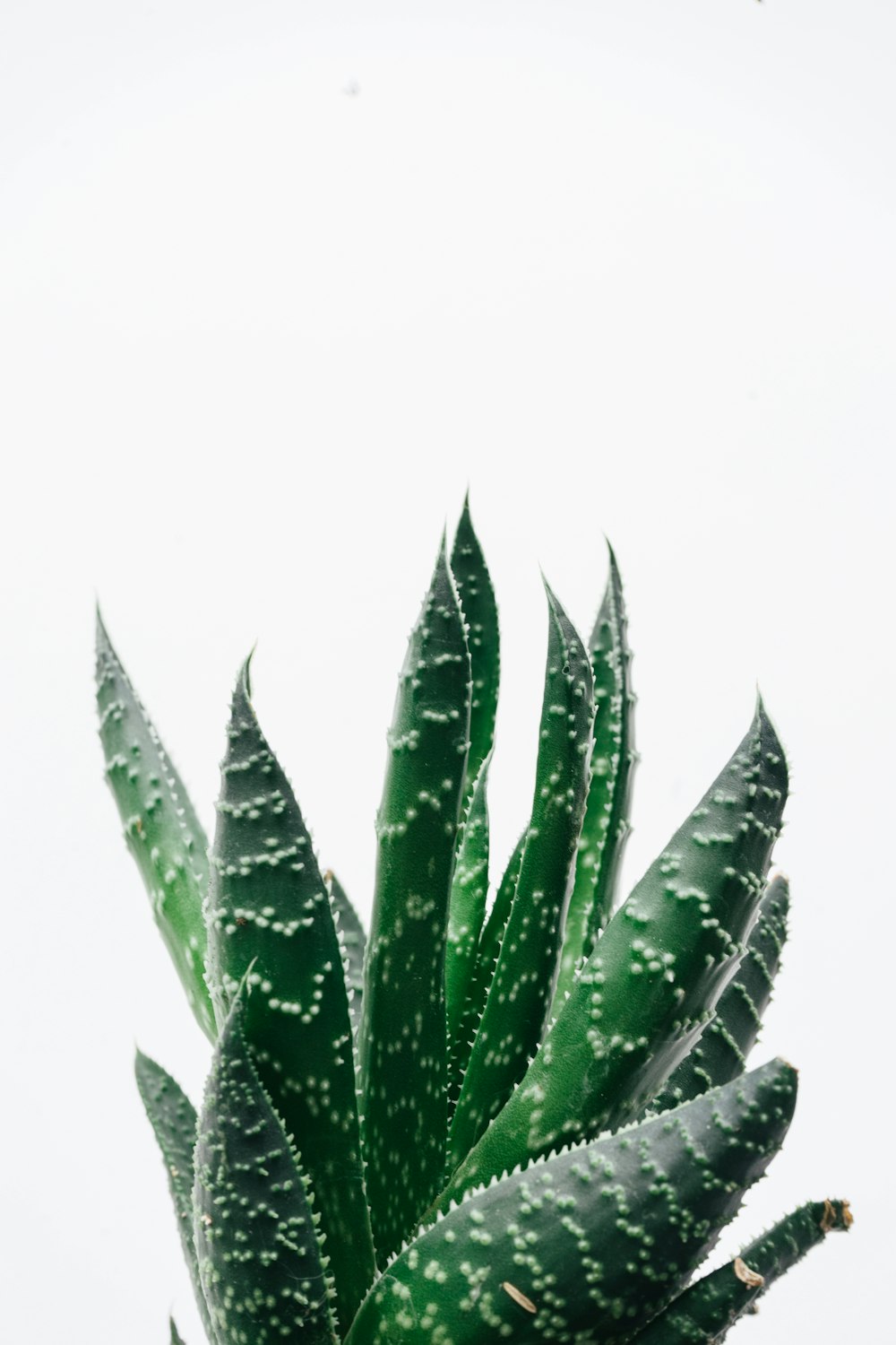 green leaf plant in close up photography