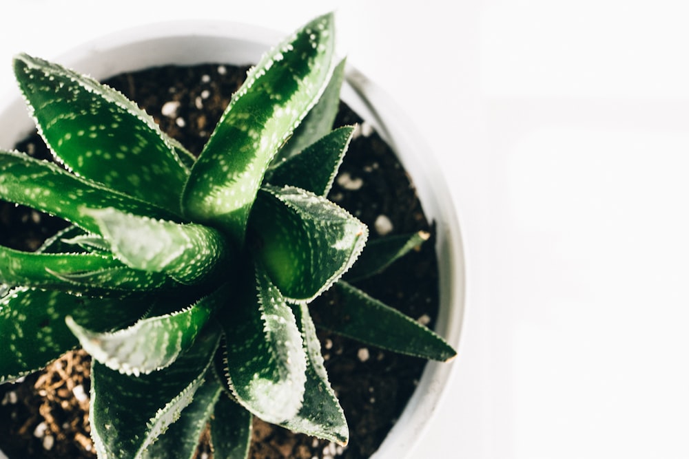 a close up of a plant in a pot